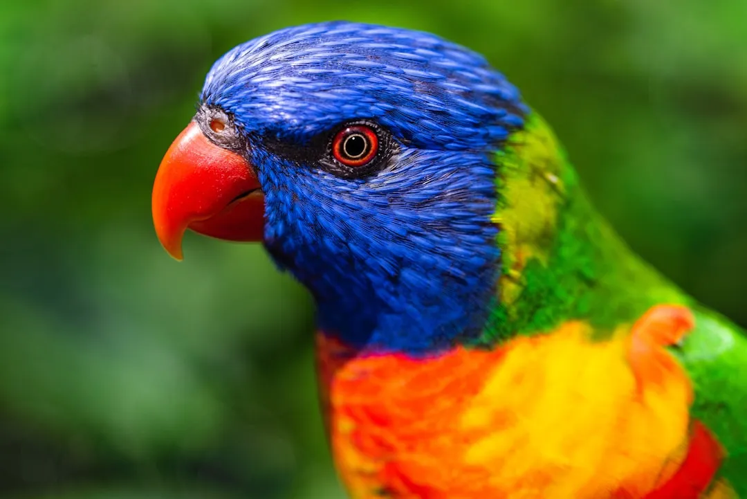 Close-up of a colorful rainbow lorikeet parrot's head and shoulders